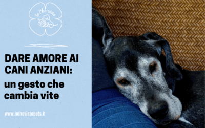 Amare fino all’ultimo respiro: perché adottare un cane anziano è un gesto d’amore che trasforma vite
