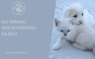 Gli animali non si perdono da soli